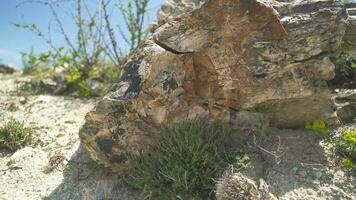 Petrified forest in which tree trunks have fossilized video