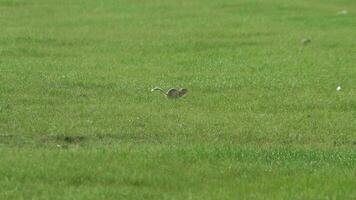 suelo ardilla en prado video