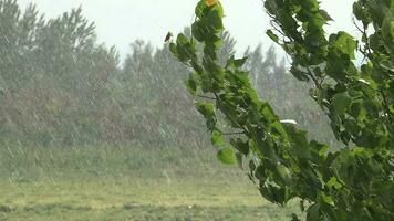 schwer Regen auf Bäume im Wiese video