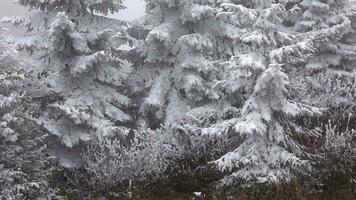 givre accumuler sur arbre feuilles video