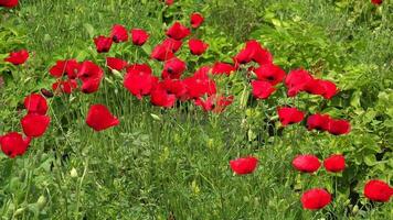 lotado denso vermelho papoula flores floricultura campo video