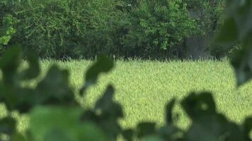 Rain in a wheat field with trees video