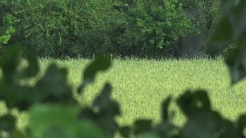 Rain in a wheat field with trees video