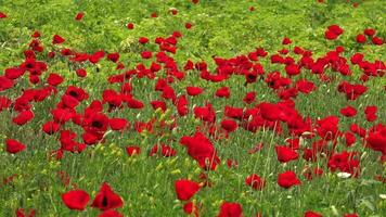 Crowded Dense Red Poppy Flowers Floriculture Field video