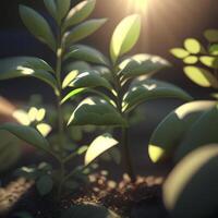 Little green leaves in the sun, photo