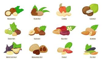 dibujos animados nueces, almendra, avellana, maní, anacardo, Coco. agua castaña, macadamia, pacana y kola tuerca, sano vegano bocadillo comida vector conjunto