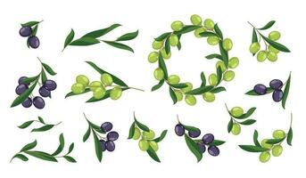 Olive branch. Cartoon organic mediterranean floral ornament elements, twig with ripe green black fruits, natural floral leaf foliage. Vector collection