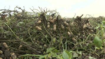 maní raíces cosechado en el Maní campo y remoto desde el suelo video