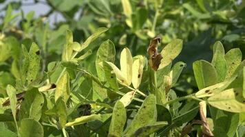 groen geel bladeren van vers pinda fabriek in aardnoot geplant veld- video