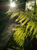 Wild natural green fern leaf in the backlight of the setting sun. tropical tree leaves, wild fern leaves, osmunda regalis, EAR TREES, OR PIICHES, tree fern branch Cyathea medullarisin front of sun photo