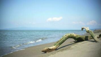 romántico mujer sentado solo es acecho el mar ver en volcado seco árbol maletero en playa video