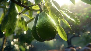 generativo ai, aguacate plantación, creciente Fruta colgando en el árbol. foto