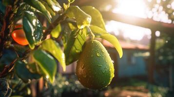 generativo ai, aguacate plantación, creciente Fruta colgando en el árbol. foto