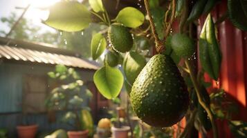 generativo ai, aguacate plantación, creciente Fruta colgando en el árbol. foto