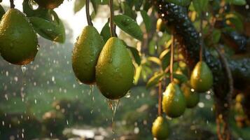 generativo ai, aguacate plantación, creciente Fruta colgando en el árbol. foto