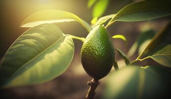 generativo ai, aguacate plantación, creciente Fruta colgando en el árbol. foto