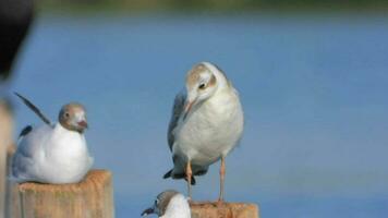 deux coloré mouette des oiseaux video