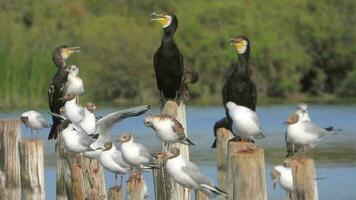 Black headed Palla's Gull and Cormorants video