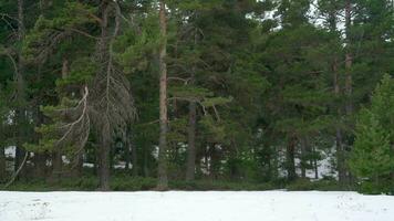 schneit im das Kiefer Wald video