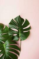 Beautiful tropical palm monstera leaves branch isolated on bright pink background, top view, flat lay, overhead above summer beauty blank design concept , generate ai photo