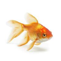 goldfish isolated on white background, generate ai photo