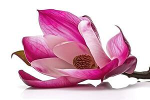 rosado magnolia en transparente antecedentes , generar ai foto