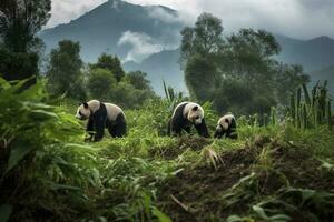 un familia de pandas jugando en un bambú bosque, generar ai foto