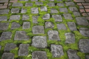 Cobblestoned pavement, green moss between brick background. Old stone pavement texture. Cobbles closeup with green grass in the seams. Stone paved walkway in old town photo