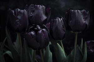 Black tulips on black background. Minimalistic contemporary bunch of elegant spring flowers. image. photo