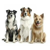 dogs isolated on white background, generate ai photo