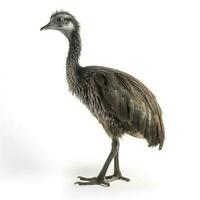 Emu isolated on white background, generate ai photo