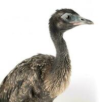 Emu isolated on white background, generate ai photo