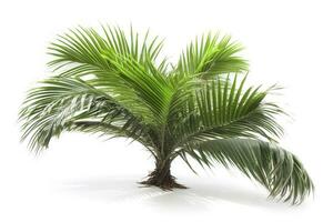 green palm tree isolated on white background , generate ai photo