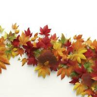 Autumn leaves isolated on white background , generate ai photo