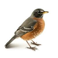 American Robin Erithacus rubecula isolated on white background, generate ai photo