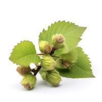 common hazel bush isolated on white background, generate ai photo