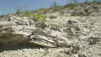 Petrified forest in which tree trunks have fossilized video