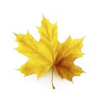 yellow maple leaf leaves on white background, generate ai photo