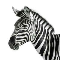 Zebra isolated on white background, generate ai photo
