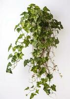 colgando vino planta suculento hojas de hoya, dischidia ovata doblado, interior planta de casa aislado en blanco fondo, generar ai foto