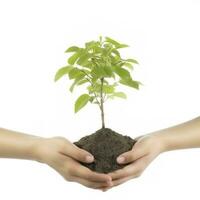 Environment Earth Day In the Tree plant in hand isolated on transparent background.Forest conservation concept, concept eco earth day. Saving the environment, ecology concept, generate ai photo