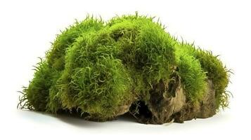 Green moss with grass isolated on white background, generate ai photo