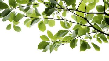 verde árbol hojas y ramas aislado en blanco fondo, generar ai foto