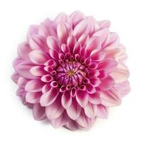 pink flower dahlia on a white background isolated with clipping path. Closeup. for design. Dahlia, generate ai photo