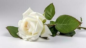 white rose with leaf isolated on white background, generate ai photo