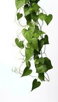 Hanging vine plant succulent leaves of Hoya, Dischidia ovata Benth, indoor houseplant isolated on white background, generate ai photo