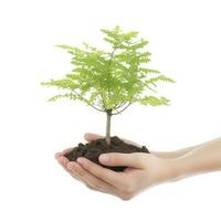 ambiente tierra día en el árbol planta en mano aislado en transparente fondo.bosque conservación concepto, concepto eco tierra día. ahorro el ambiente, ecología concepto, generar ai foto