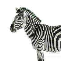 Zebra isolated on white background, generate ai photo