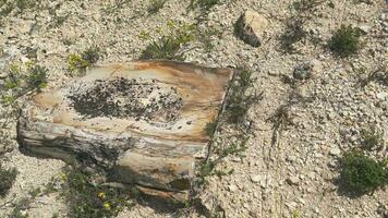 pietrificato foresta nel quale albero tronchi avere fossilizzato video