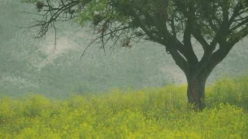 Extreme heavy rain in nature and tree video